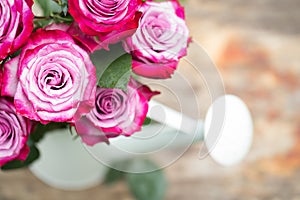 Perfect pink rose flower on wood outdoors