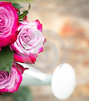 Perfect pink rose flower on wood outdoors