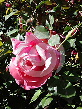 A perfect pink rose in full bloom