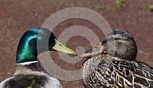 A perfect portrait of mated pair of mallard ducks