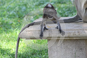 The perfect pose of baby monkey