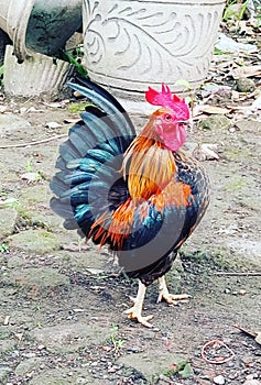 perfect pose of a rooster full of charm