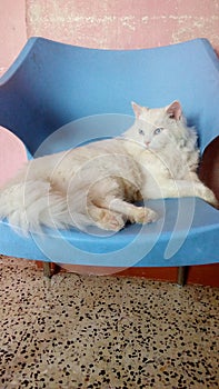 Perfect pose Sweet cat