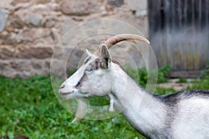 Perfect profile of a little goat, Loire, France