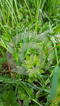 A perfect rain drop photo