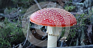 Perfect red mushroom photo