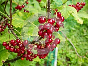 Perfect red ripe redcurrants (ribes rubrum) on the branch between green leaves with blurry background. Taste of summer