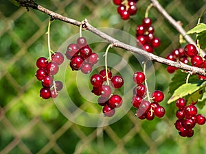 Perfect red ripe redcurrants (ribes rubrum) on the branch between green leaves with blurry background. Taste of summer