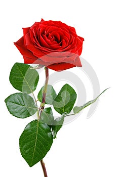 Perfect red rose on white