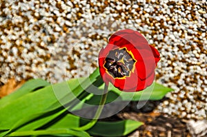 Perfect Red Tulip with Yellow Accents