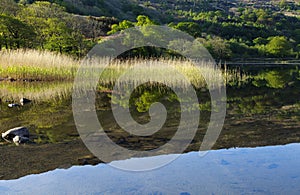 Perfect reflection of trees rocks and reeds in a Lake