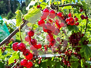 Perfect ripe redcurrants on the branch between green leaves in the sunlight