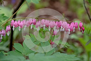 Perfect row of bleeding heart flowers, also known as `lady in the bath`or lyre flower, photographed in Surrey, UK.