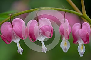 Perfect row of bleeding heart flowers, also known as `lady in the bath`or lyre flower, photographed in Surrey, UK.