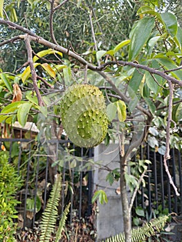 Perfect shape Soursoup fruit