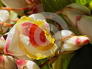 The Perfect Shell Ginger Flower