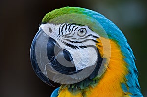 Guacamayo photo