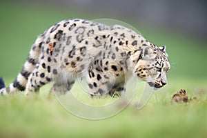 perfect side view of snow leopard stalking