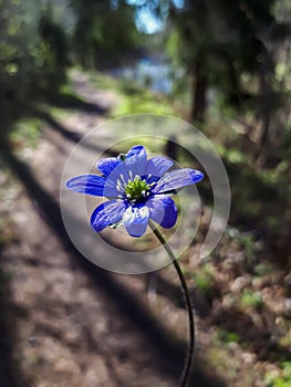 Perfect single wildflower Anemone hepatica - Liverwort with blurred bokeh nature trail background with backlight