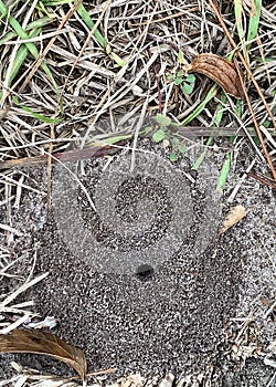 Perfect some anthill in grassy area next to a cement sidewalk