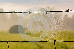 A Perfect Spiderweb on a Barbed Wire Fence