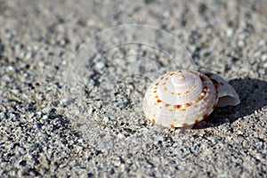 Perfect spiral sea shell in the sand