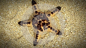 Perfect starfish lay on the sandbeach