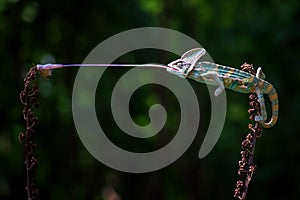 Perfect straight tounge from the chameleon during catching the prey