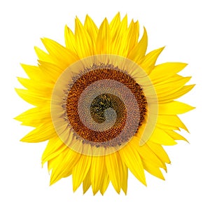 The perfect sunflower on white