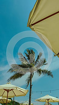 perfect sunny day with coconut tree