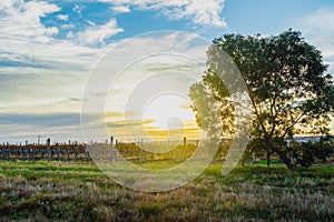 beautiful sunrise at the vineyard, Mclaren Vale, South Australia