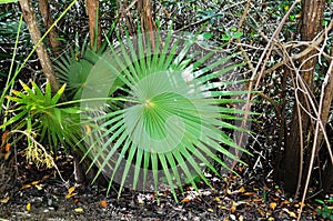 In perfect symmetry, the leaves of this healthy Dwarf Palmetto fan in all directions. - Mexico