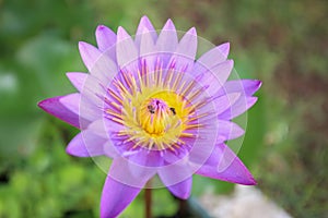 The perfect top view close up of perfect water purple lotus flower lily blooming in the pond. Honey bees collecting pollen of