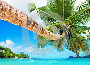 Perfect tropical coconut palm beach Baie Lazare, Mahe island, Se