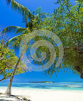Perfect tropical island Maldives paradise beach Beautiful tropical beach