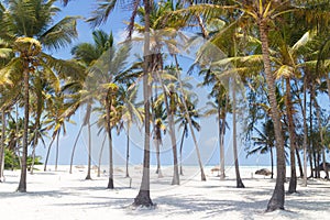 Perfect white sandy beach with palm trees, Paje, Zanzibar, Tanzania photo