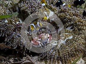 Perfect underwater symbiosis between clownfish, porcelain crab and anemone, Mozambique, Africa