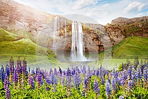 Perfect view of famous powerful Seljalandfoss waterfall in sunlight