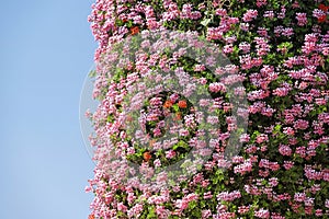 Perfect wall of flowers