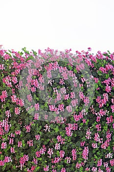 Perfect wall of flowers isolated