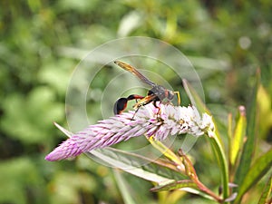 A PERFECT WASP-MIMIC SURPHID FLY