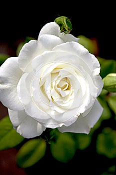 Perfect White Rose