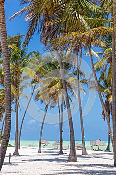 Perfect white sandy beach with palm trees, Paje, Zanzibar, Tanzania