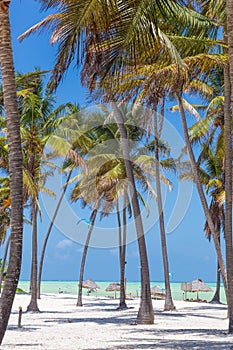 Perfect white sandy beach with palm trees, Paje, Zanzibar, Tanzania photo