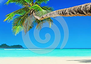 Perfect white sandy palm beach Baie Lazare, Mahe island, Seychelles photo