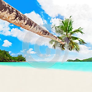 Perfect white sandy palm beach Baie Lazare, Mahe island, Seychelles photo