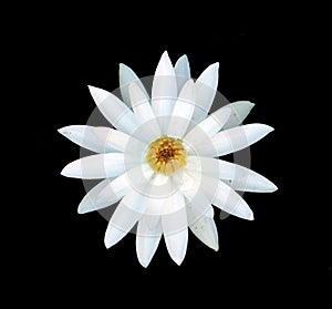A perfect white water lily.