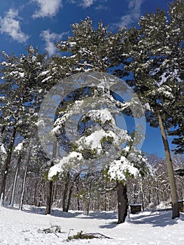 Perfect winter scene