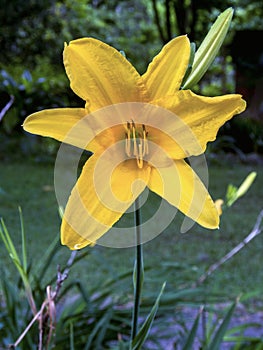 A perfect yellow daylilly wide open