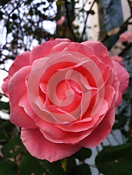 A perfection of beauty embodied in its symbol: a rose